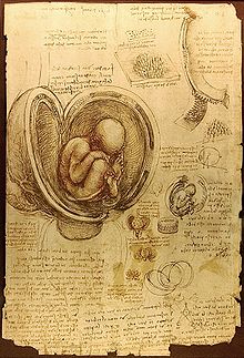 Leonardo da Vinci - A page from Leonardo's journal showing his study of a foetus in the womb (c. 1510) Royal Library, Windsor Castle