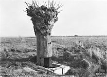 World War 1 Picture - A dummy tree used as an observation post on Hill 63 by Australian troops during the battle