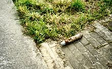 World War 1 Picture - Iron harvest World War I ordnance left beside a field for disposal by the army in 2004 near Ypres in Belgium.